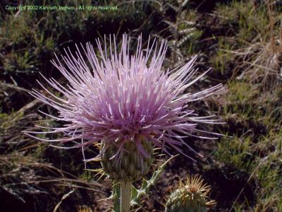 A thistle along the trail
