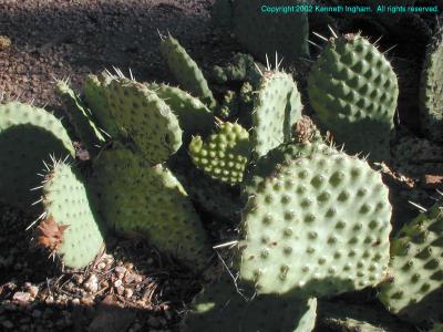 Opuntia on the Pino Trail
