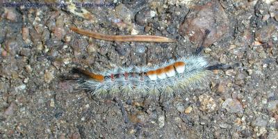 Caterpillar on the trail
