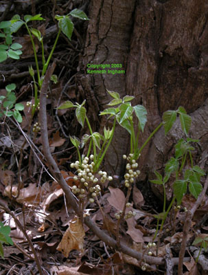Last year's berries along with this year's newly emerging leaves of poison ivy.


