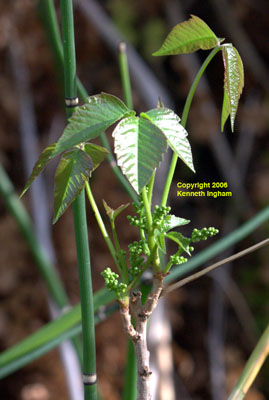 <em>Toxicodendron rydbergii</em> newly emerging leaves and the beginnings berry clusters.
