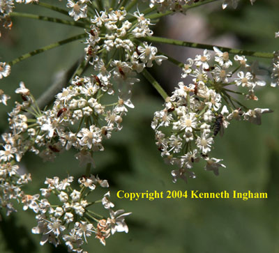 Close-up of cow parsnip or pushkie, <em>Heracleum maximum</em>, flowers.

