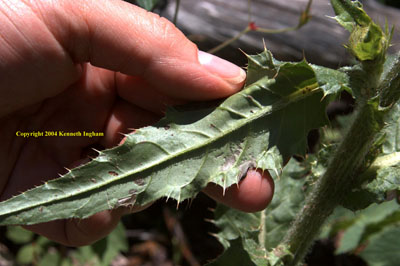 Close-up of back of the leaf of the yellow thistle, <em>Cirsium pallidum</em>.

