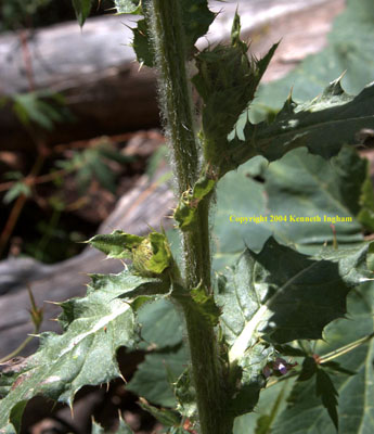 Close-up of the stem of the yellow thistle, <em>Cirsium pallidum</em>.

