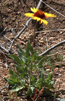 Overview of yellow blanketflower (a.k.a. red dome blanketflower) <em>Gaillardia pinnatifida</em>.