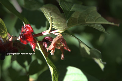 Close-up of twinberry honeysuckle berries and bracts, <em>Lonicera involucrata</em>.

