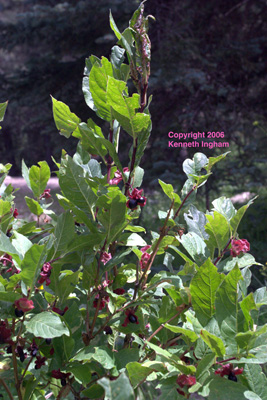 Overview of <em>Lonicera involucrata</em> berries.

