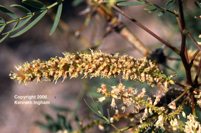 Older inflorescence of honey mesquite, <em>Prosopis glandulosa</em>.

