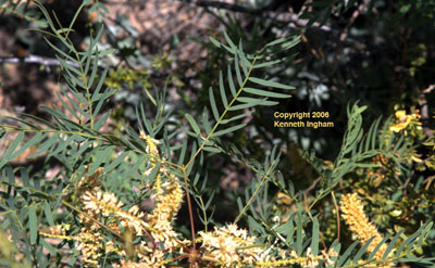Honey mesquite, <em>Prosopis glandulosa</em>, leaves and inflorescence.

