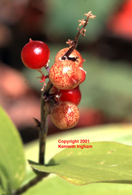 Berries of Star Solomon's Seal, <em>Maianthemum stellatum</em>.  


