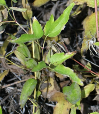 Closeup of the leaves of the <em>Clematis ligusticifolia Nutt.</em>.