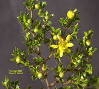 Creosote bush flower