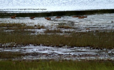 Ducks on Cabresto Lake
