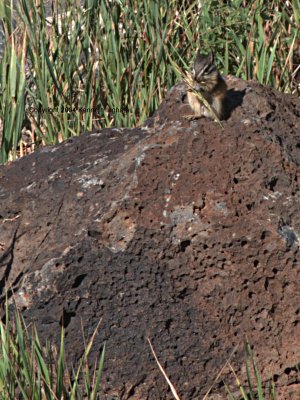 A chipmunk at the Columbine Canyon campground
