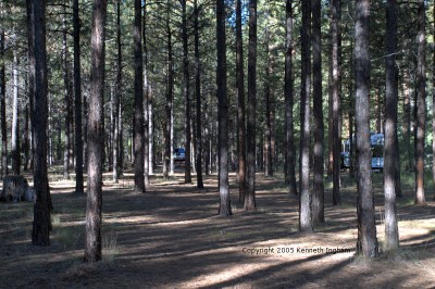 ponderosa pines and vehicles in campsites in the distance
