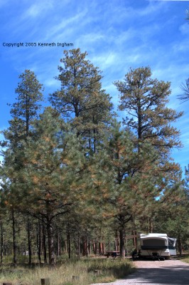 a pop-up camper in site 34
