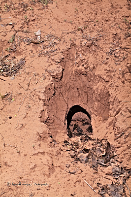 prarie doh burrow

