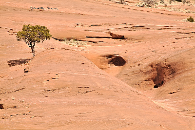 Tree and eroded sandstone
