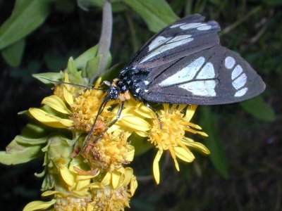 butterfly on flower
