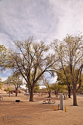 Many campsites, trees, and picnic tables
