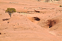 Tree and eroded sandstone
