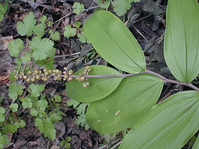 False Solomon's Seal with unripe berries
