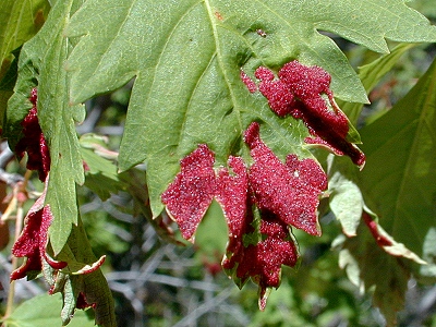 Red fungus on a maple leaf

