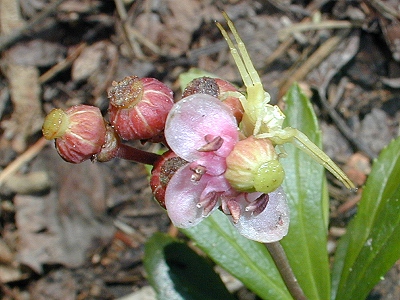 A crab spider on a <em>Chimaphilia umbellata</em>
