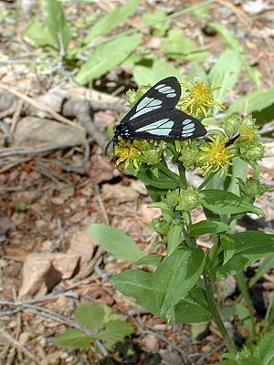 A day-flying moth
