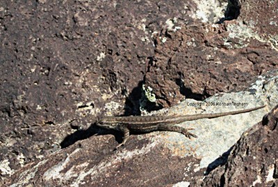 Lizard

