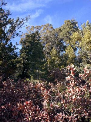 View along trail 248
