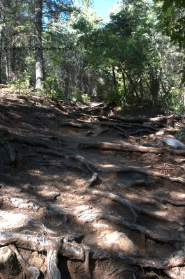 Roots acting like steps on the trail
