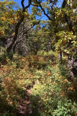 Oak forest
