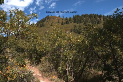 View north from near the crest trail
