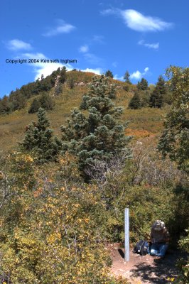The junction of the Crest trail with the Pino trail
