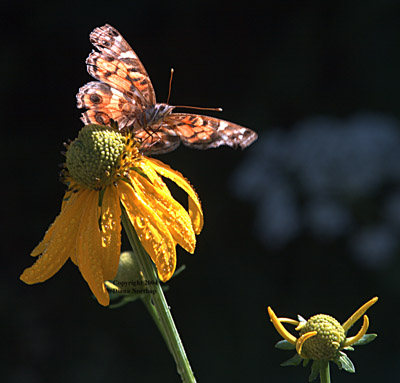 American Lady, Vanessa virginiensis, butterfly on a sunflower in the sun near the beginning of the Columbine Canyon Trail in Carson National Forest.