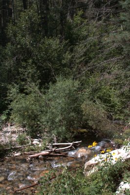 Columbine Creek
