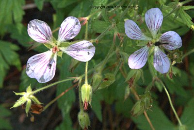 an insect on a geranium
