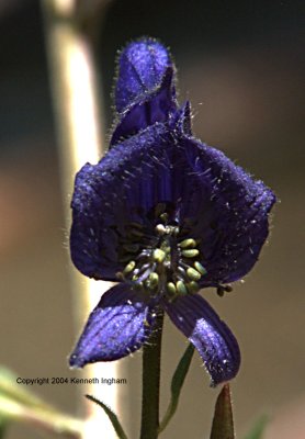 monkshood
