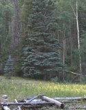 Our truck in site 4 in the Columbine Canyon CG