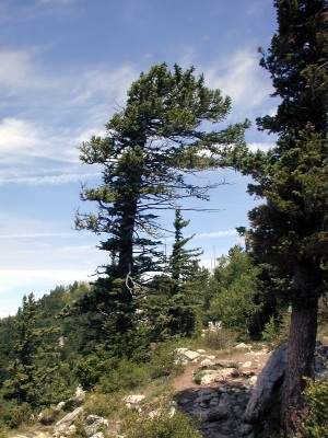 Flagging on a tree die to prevailing strong winds
