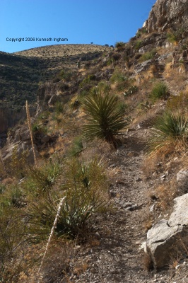 narrower trail climbing 
