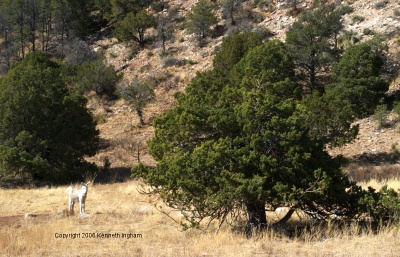 donkey and pinon tree
