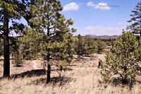 Diana hiking on the trail
