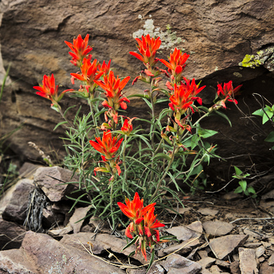 Castilleja integra (Wholeleaf indian paintbrush)
