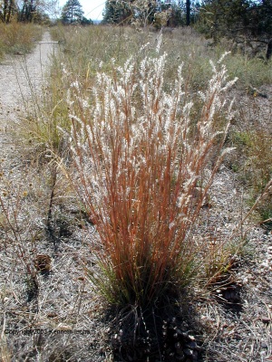 Andropogon scoparius and the trail
