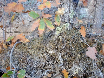 Oak leaves and moss at the base of the oak tree

