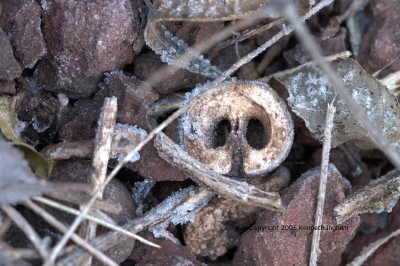 ice crystals on a walnut shell
