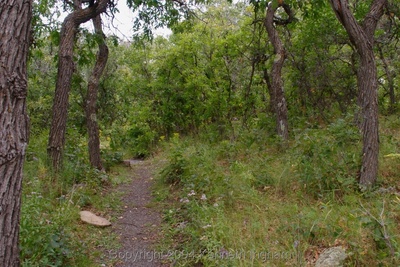 trail with trees on both sides
