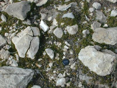 Moss between the rocks
